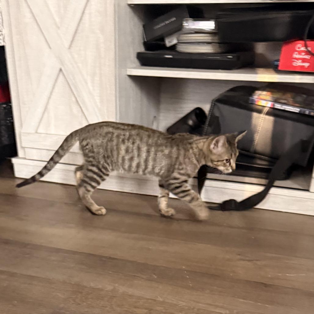 Enlarge Merida 25-112, a Adoptable Domestic Short Hair in Little Rock, AR image 2/5