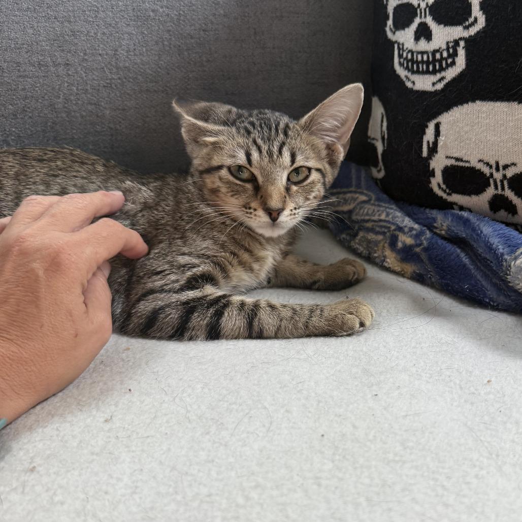 Enlarge Merida 25-112, a Adoptable Domestic Short Hair in Little Rock, AR image 4/5