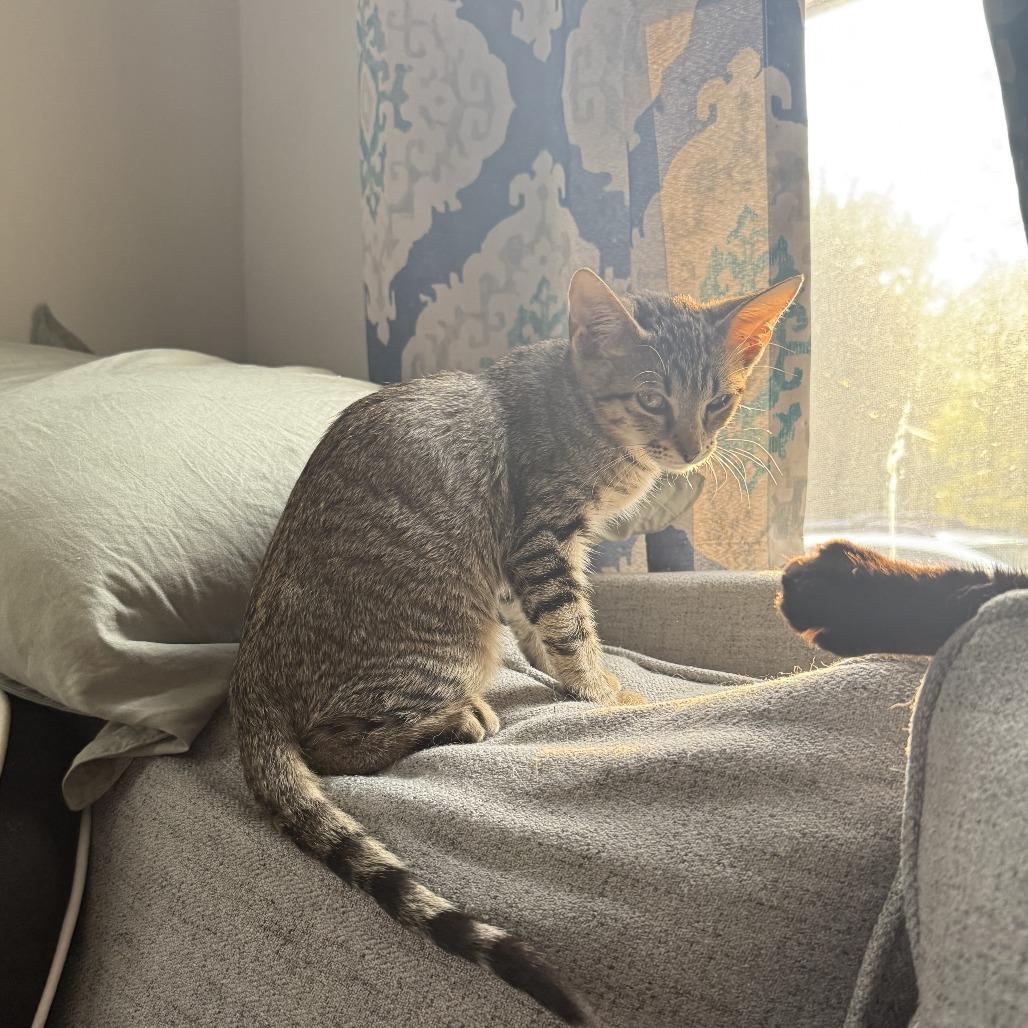 Enlarge Merida 25-112, a Adoptable Domestic Short Hair in Little Rock, AR image 5/5