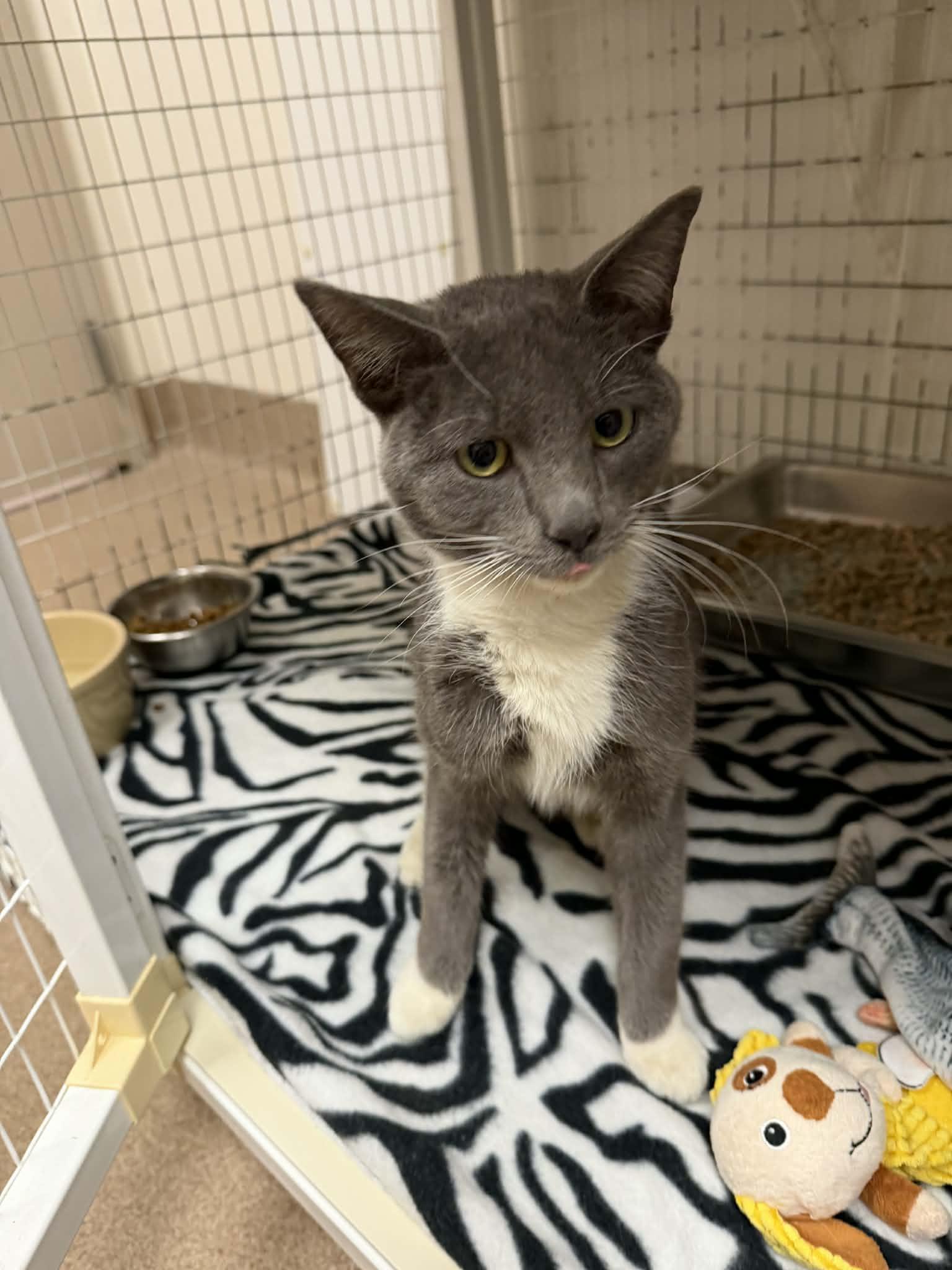 Walker Texas Ranger, ADOPTABLE, Adult Male Domestic Short Hair.