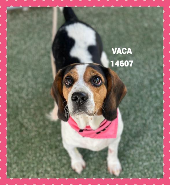 VACA