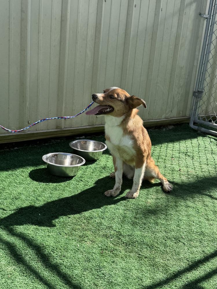 Enlarge Sophia aka Bea, a Adoptable mixed breed in Waterloo, IL image 2/3