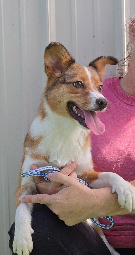 Enlarge Sophia aka Bea, a Adoptable mixed breed in Waterloo, IL image 3/3