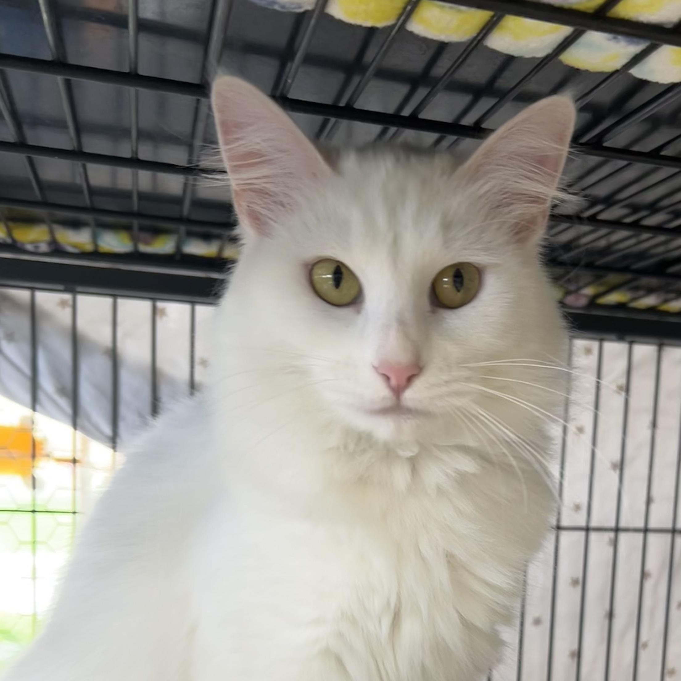 Isabeau Levito, ADOPTABLE, Young Female Domestic Medium Hair.
