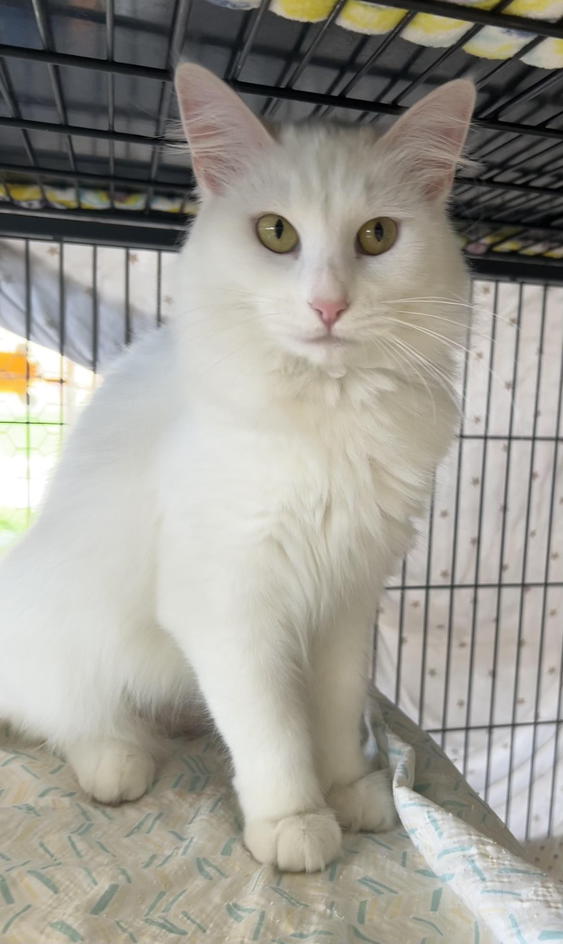 Enlarge Isabeau Levito, a ADOPTABLE Domestic Medium Hair in St. Louis, MO image 3/3