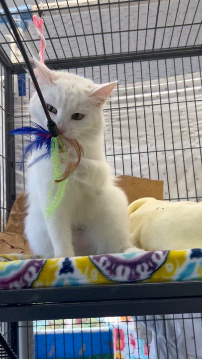 Enlarge Isabeau Levito, a ADOPTABLE Domestic Medium Hair in St. Louis, MO video 2/3