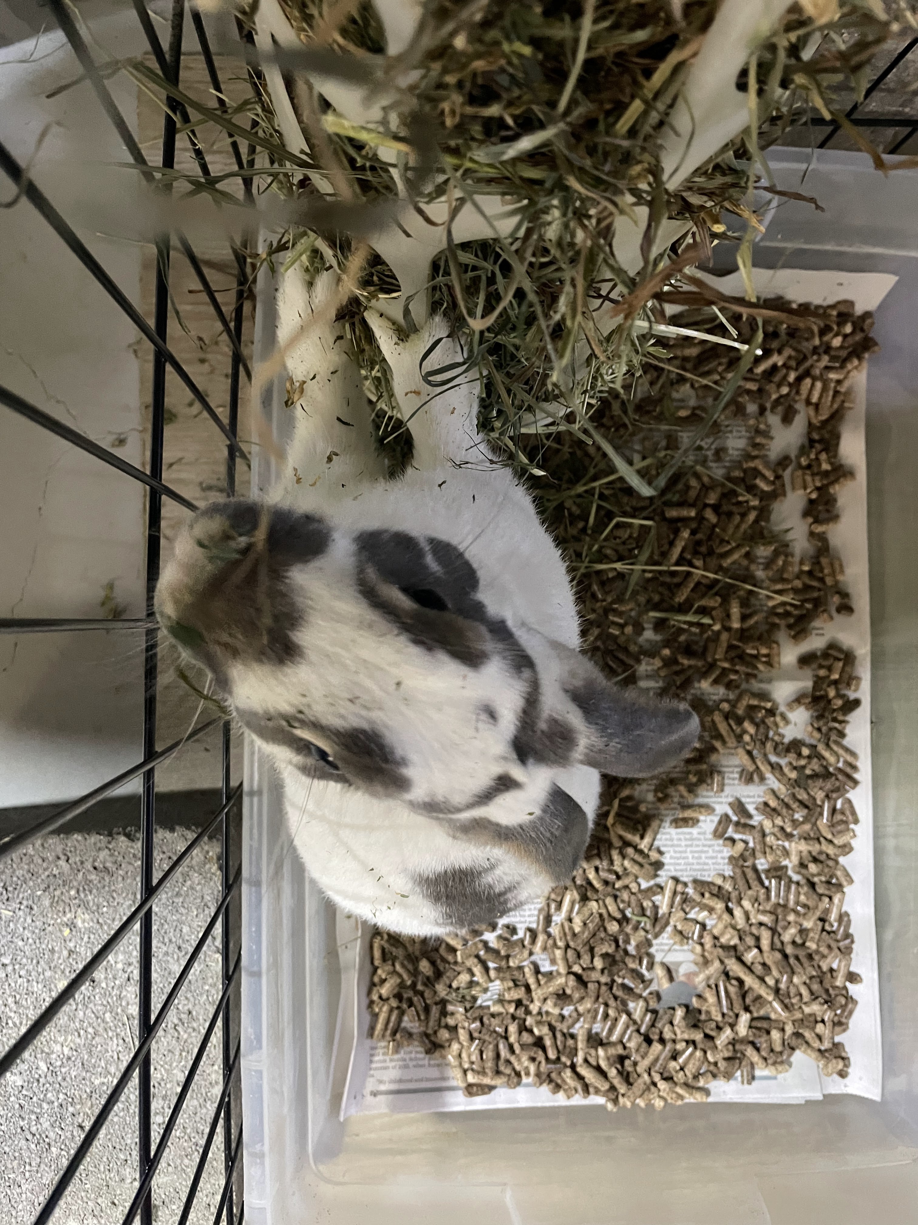 Yeti, a Adoptable English Spot in Westerville, OH image 5/5