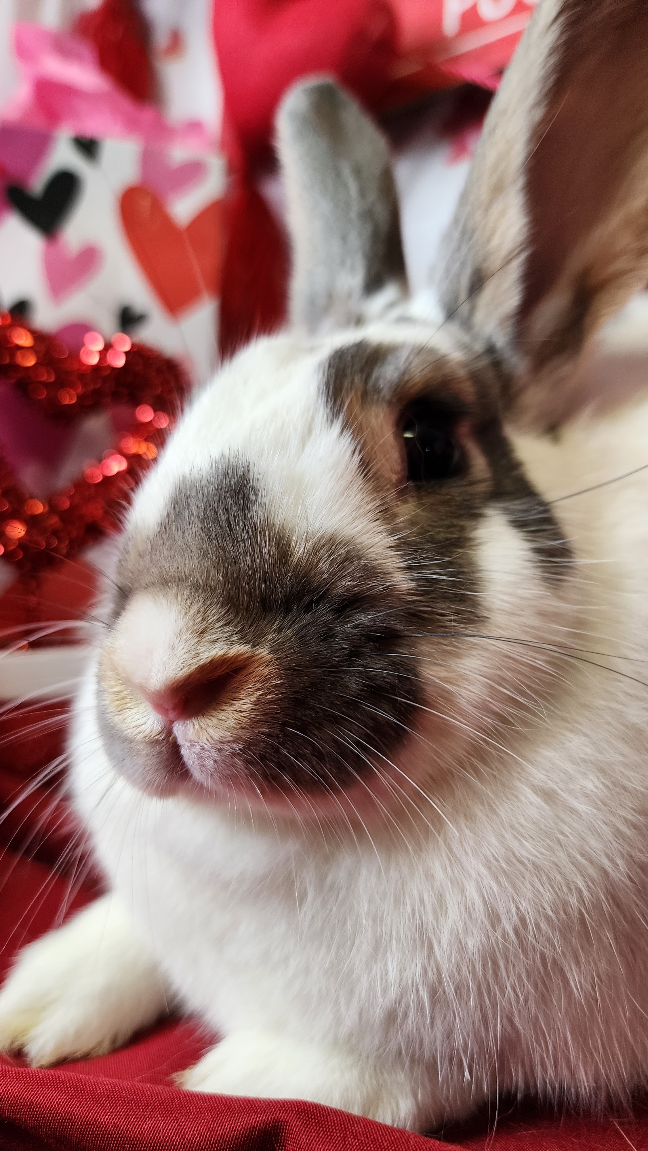 Yeti, Adoptable, Adult Male English Spot.