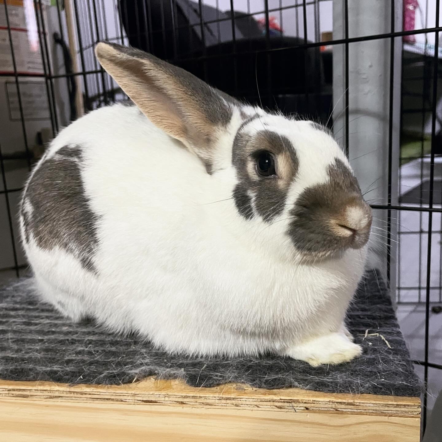 Yeti, a Adoptable English Spot in Westerville, OH image 2/5