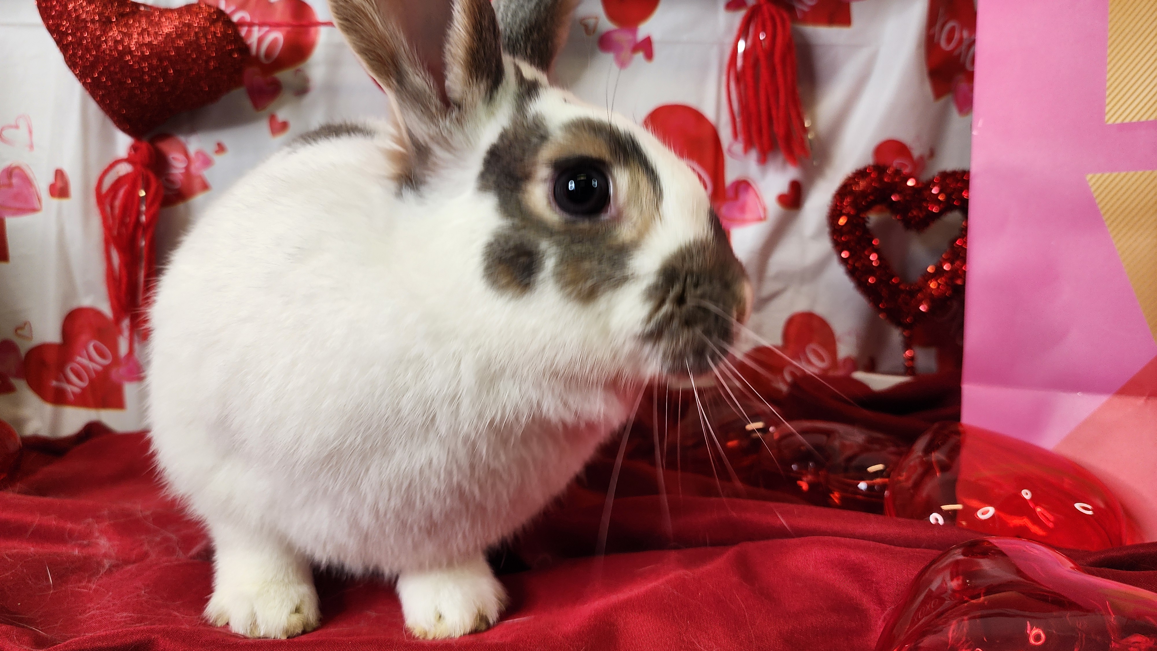 Yeti, a Adoptable English Spot in Westerville, OH image 4/5