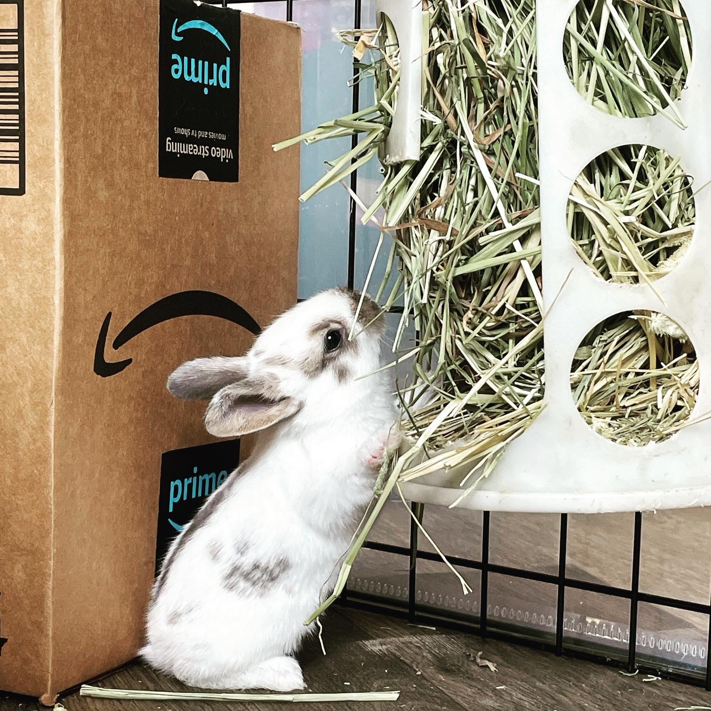 Yeti, a Adoptable English Spot in Westerville, OH image 3/5