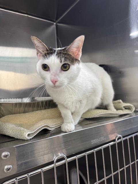 Enlarge VOO, a Adoptable Domestic Short Hair in Naples, FL image 1/1