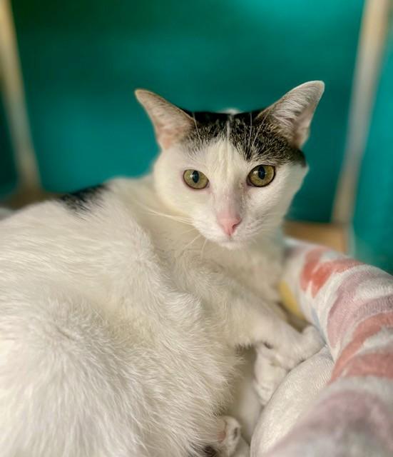 Enlarge VOO, a Adoptable Domestic Short Hair in Naples, FL image 1/1