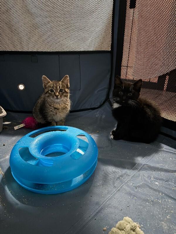 Tux, a Adoptable Domestic Short Hair in Grand Rapids, MI image 1/5