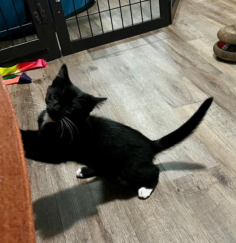 Tux, a Adoptable Domestic Short Hair in Grand Rapids, MI image 3/5