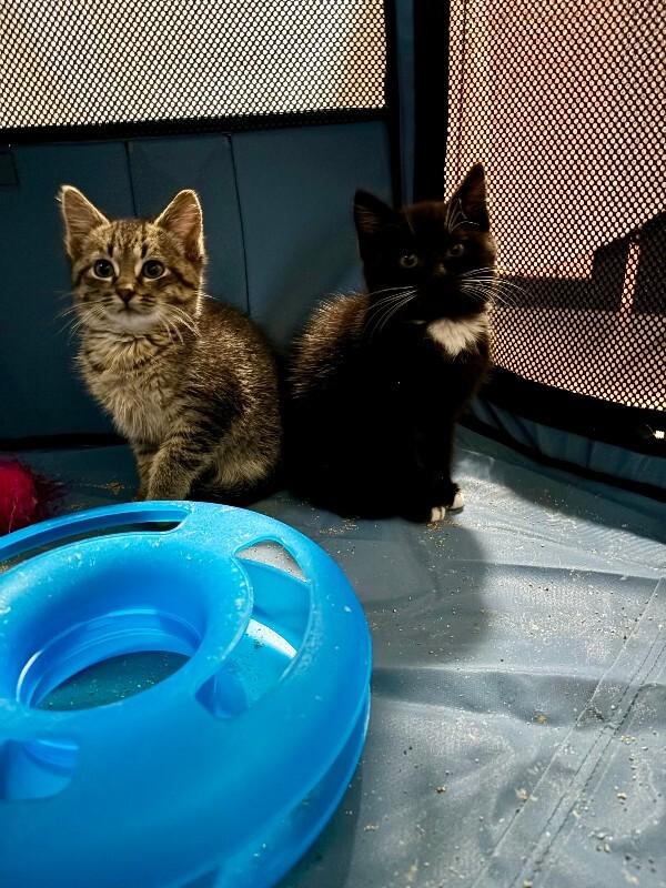 Tux, a Adoptable Domestic Short Hair in Grand Rapids, MI image 4/5