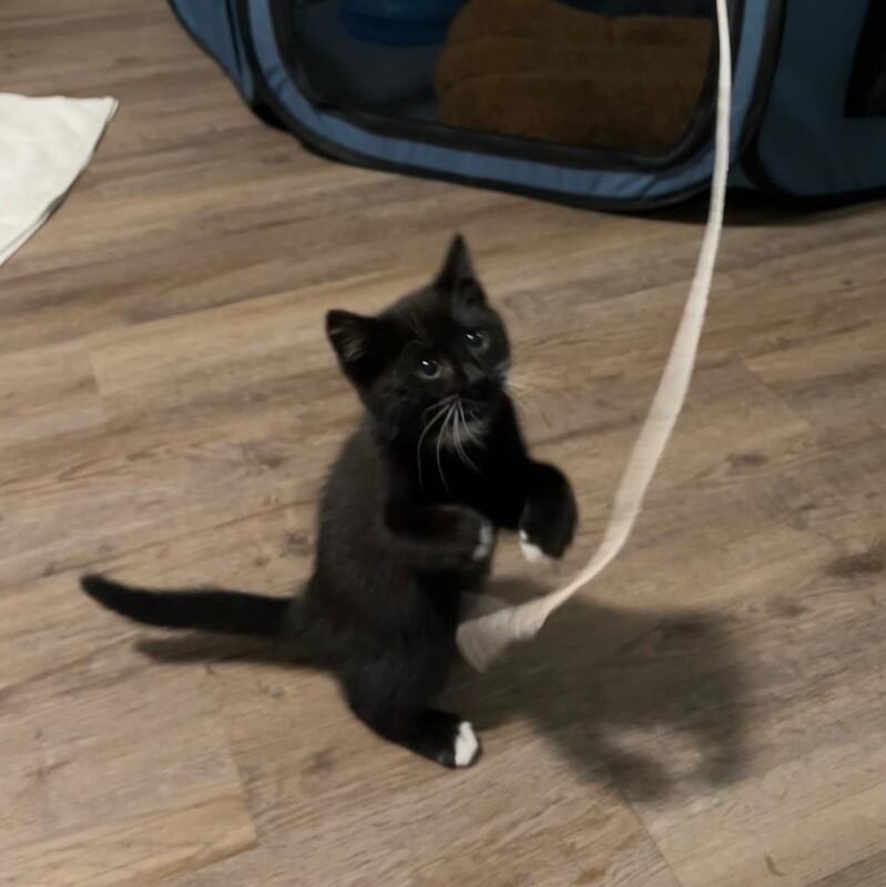 Tux, a Adoptable Domestic Short Hair in Grand Rapids, MI image 5/5