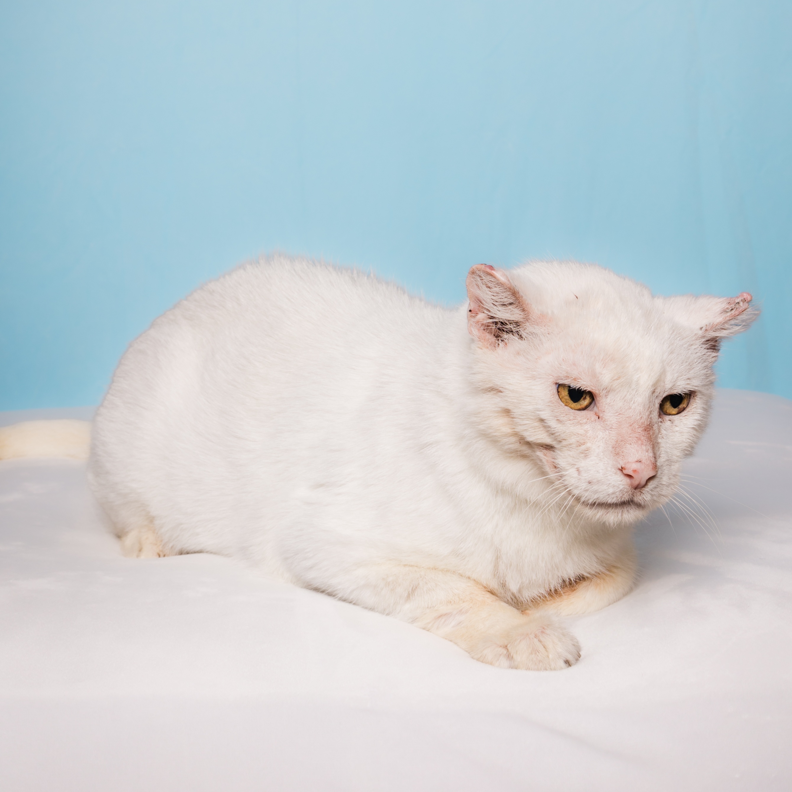 Erie, an adoptable Domestic Short Hair in Columbia, MO, 65203 | Photo Image 3
