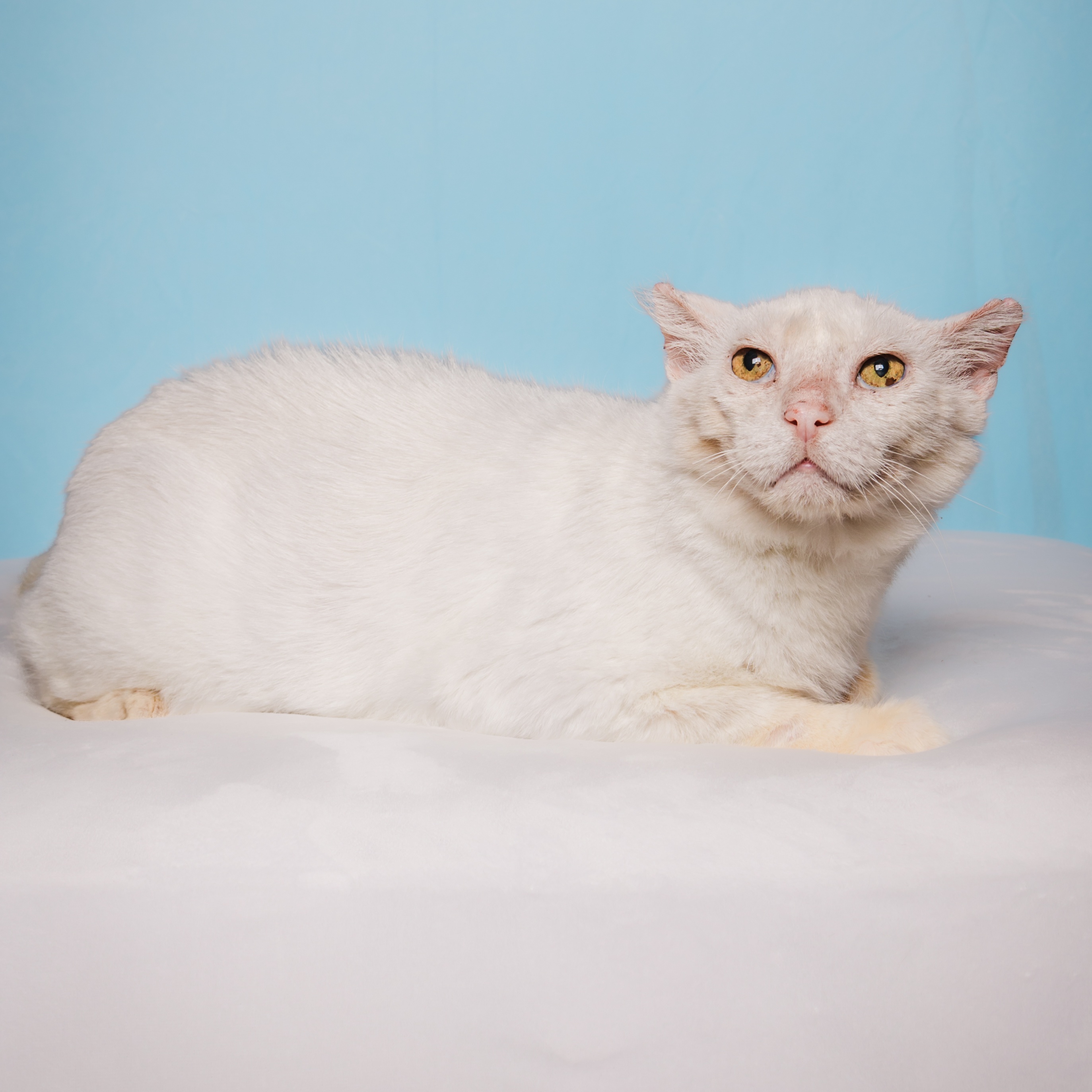 Erie, an adoptable Domestic Short Hair in Columbia, MO, 65203 | Photo Image 2