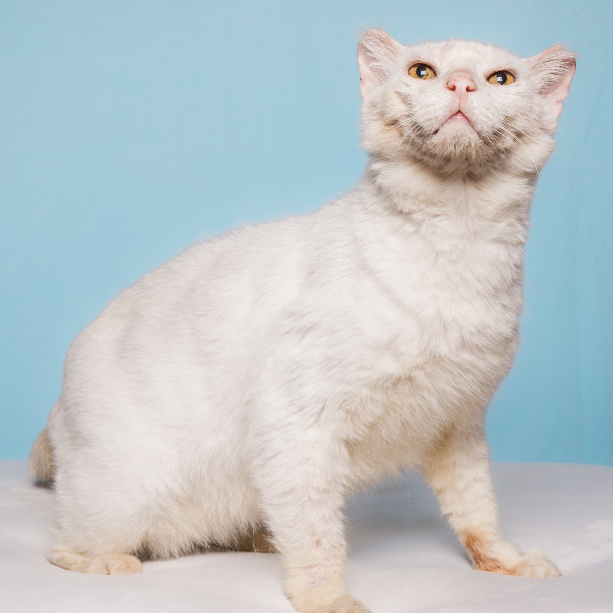 Erie, an adoptable Domestic Short Hair in Columbia, MO, 65203 | Photo Image 1