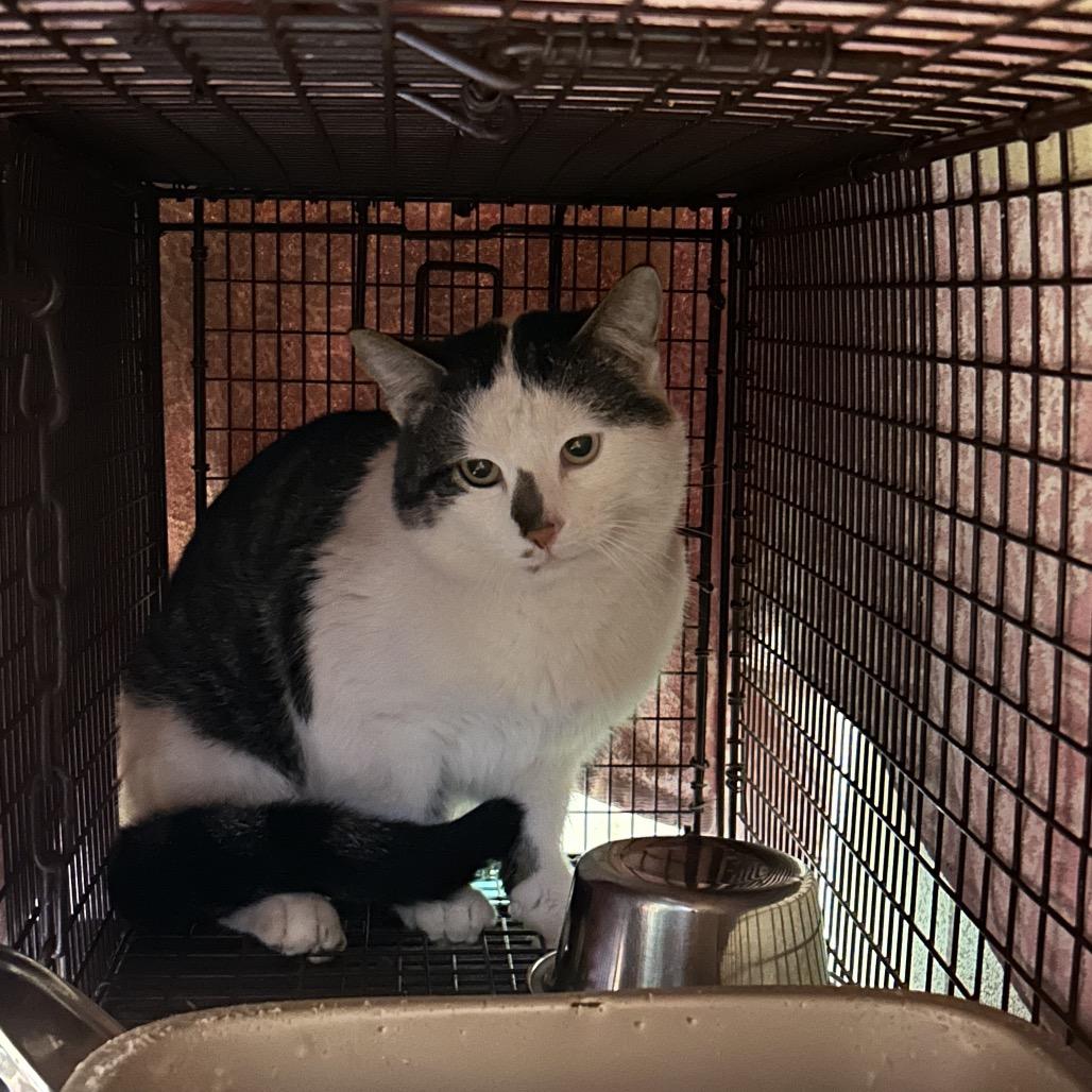 Maurice: Rodent Responder, adoption fee waived!