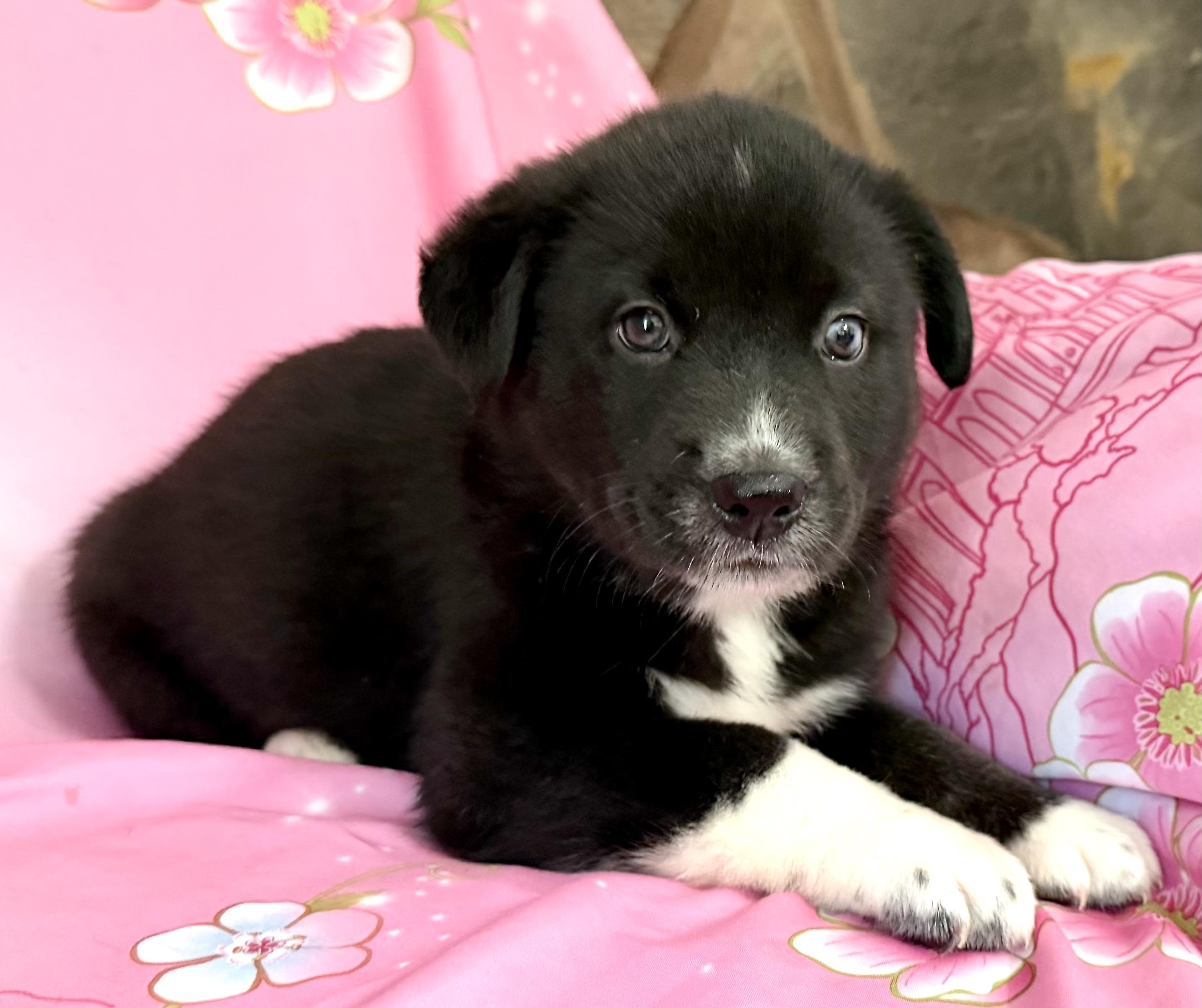 Pippy Pawesome, an adoption pending mixed breed in Woburn, MA image 4/5