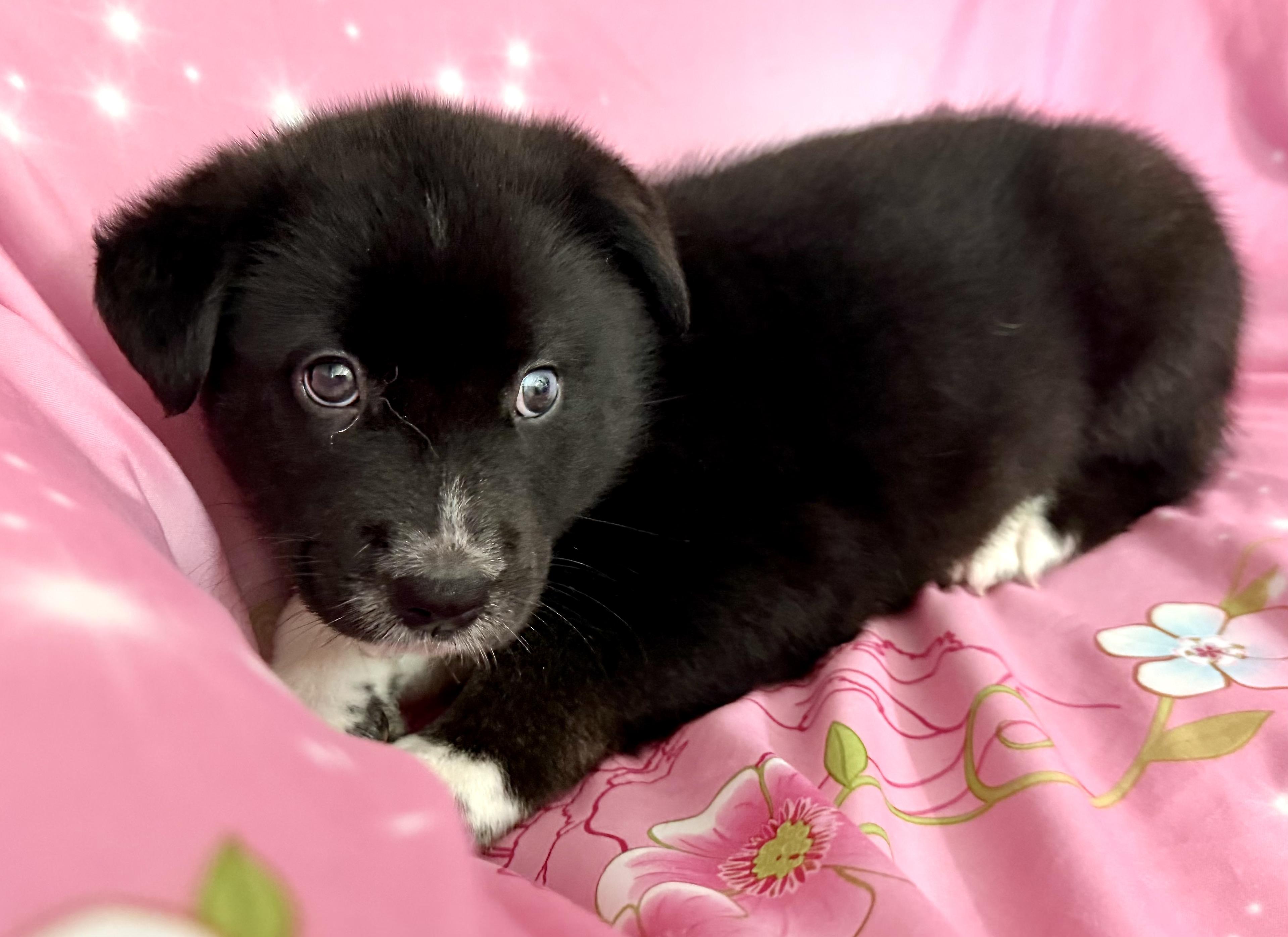 Pippy Pawesome, an adoption pending mixed breed in Woburn, MA image 5/5
