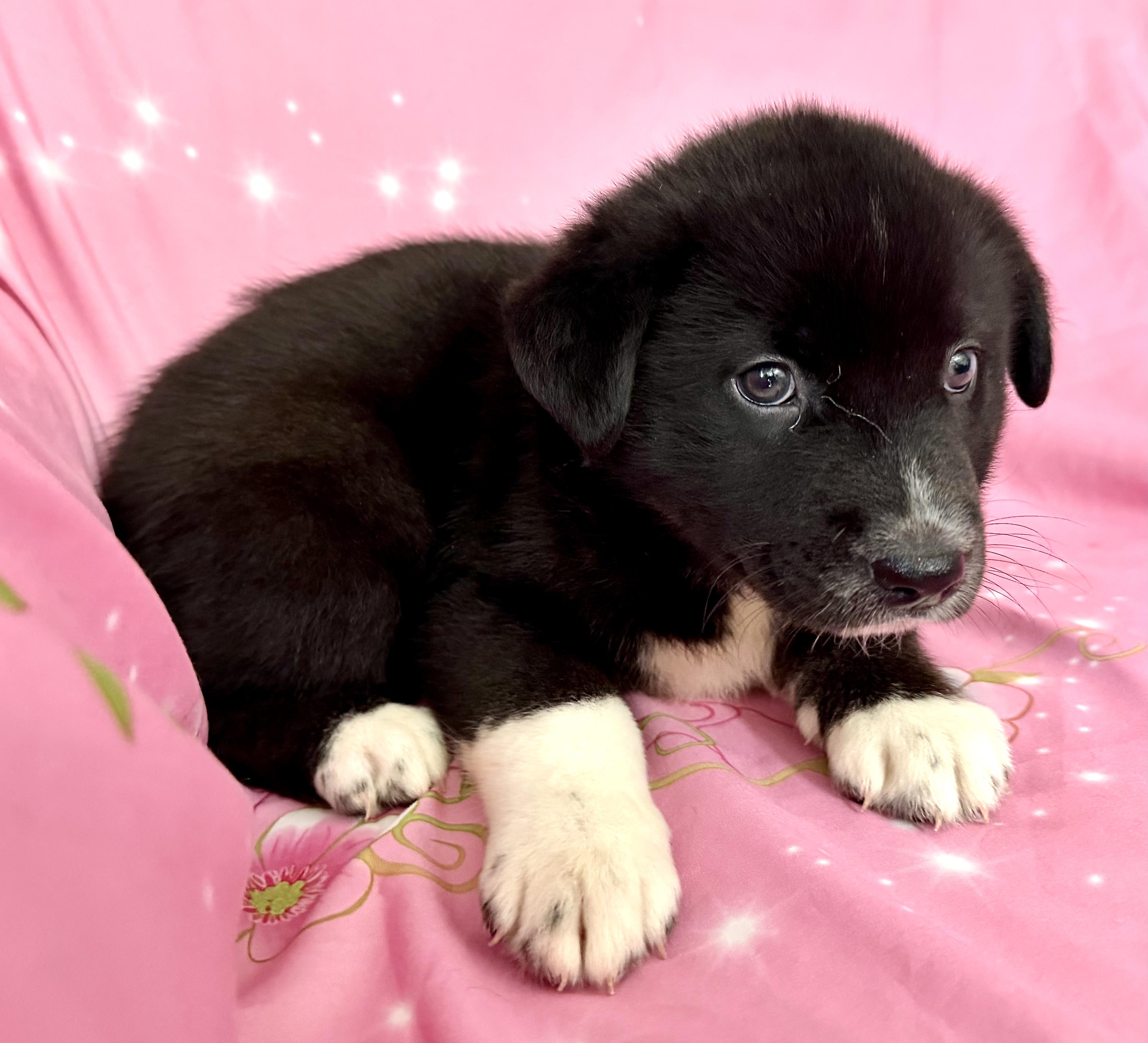 Pippy Pawesome, an adoption pending mixed breed in Woburn, MA image 3/5