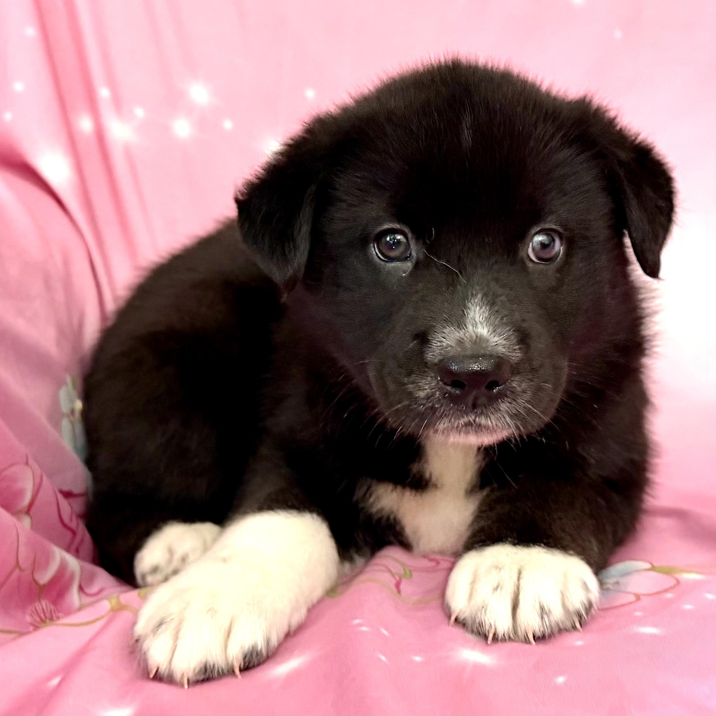 Pippy Pawesome, an adoption pending mixed breed in Woburn, MA image 1/5