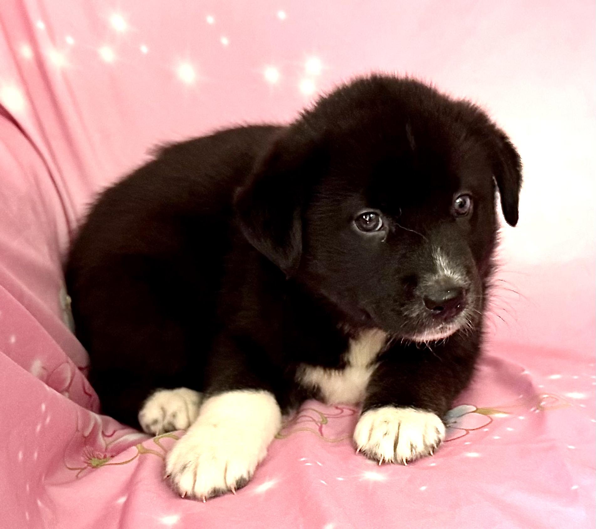 Pippy Pawesome, an adoption pending mixed breed in Woburn, MA image 2/5