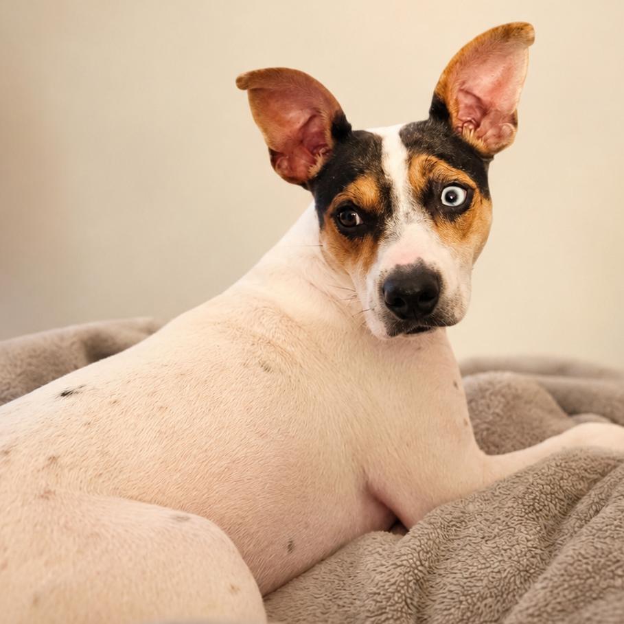 Hope, Adoptable, Adult Female Rat Terrier & Catahoula Leopard Dog.