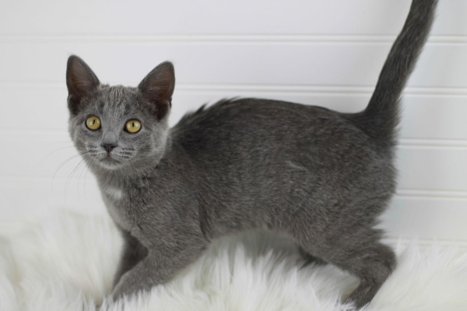 Phoebe, Adoptable, Kitten Female Domestic Short Hair & Russian Blue.
