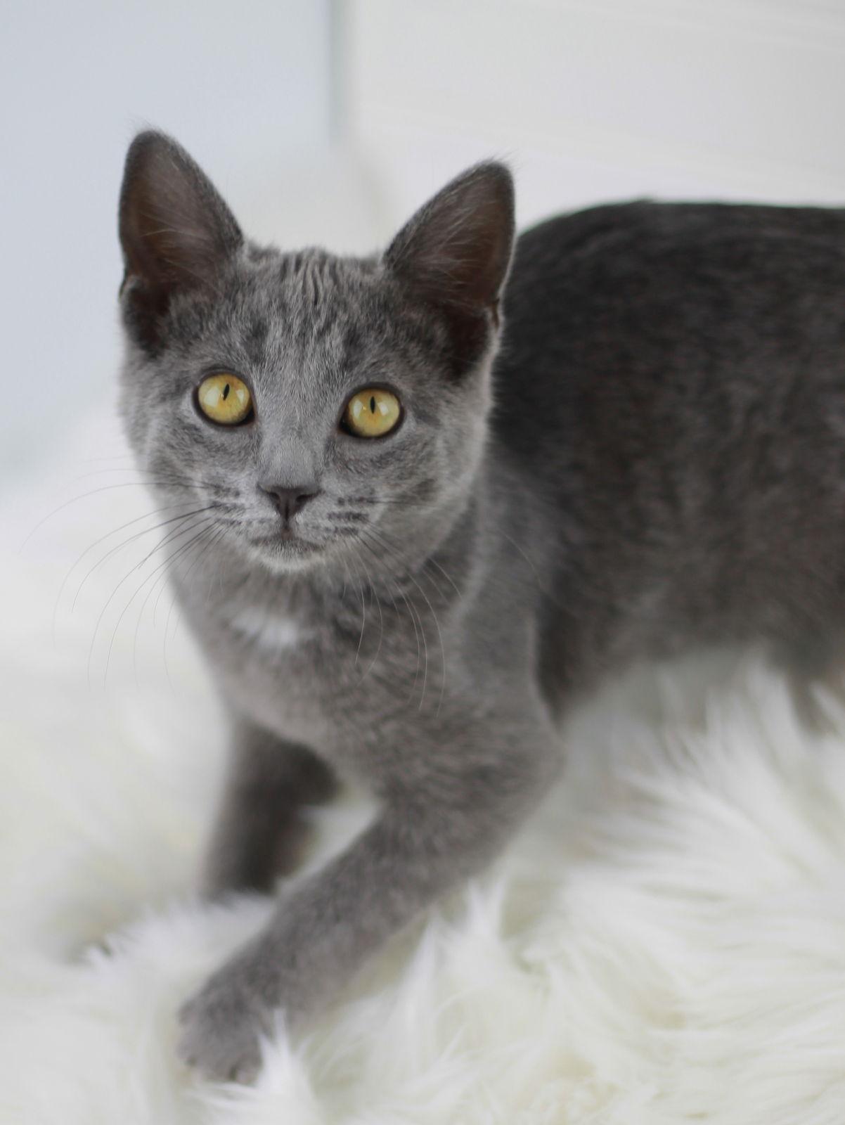 Phoebe, a Adoptable mixed breed in Cookeville, TN image 3/3