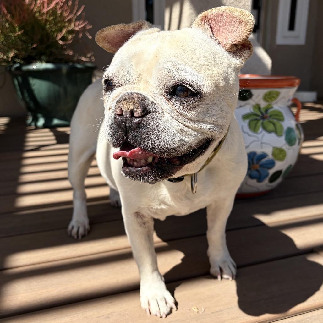 Indie, a Adoptable French Bulldog in Pacific Grove, CA image 1/6
