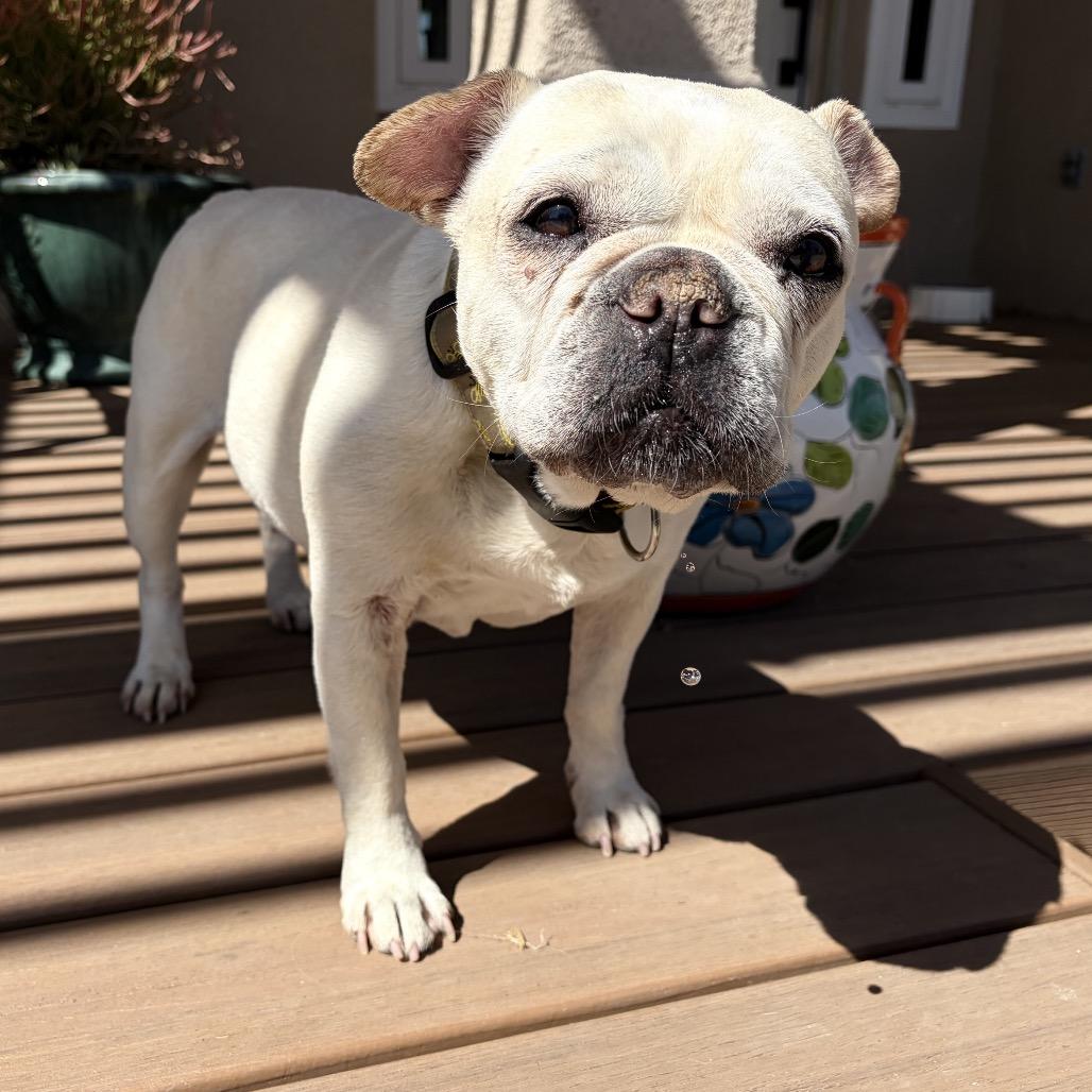 Indie, a Adoptable French Bulldog in Pacific Grove, CA image 2/6