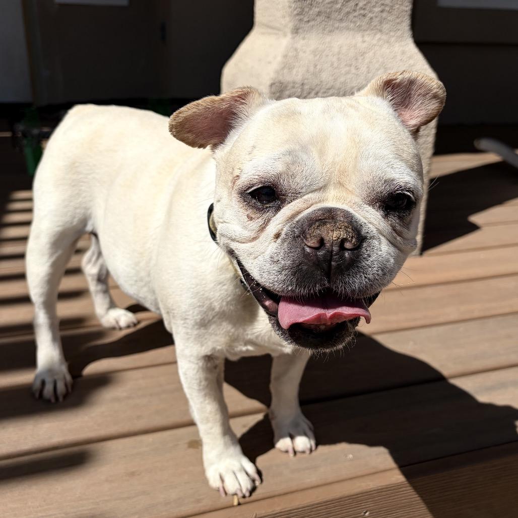 Indie, a Adoptable French Bulldog in Pacific Grove, CA image 3/6