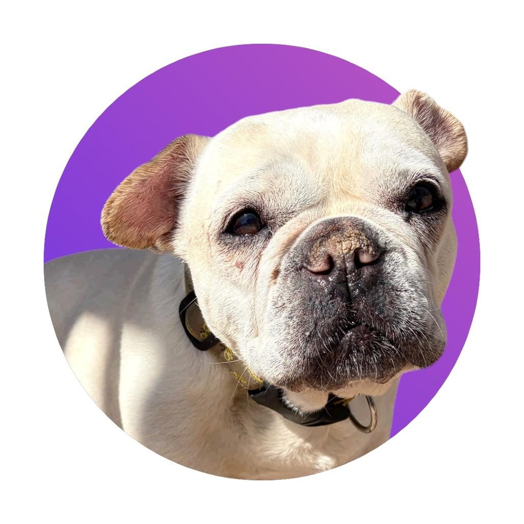 Indie, a Adoptable French Bulldog in Pacific Grove, CA image 4/6