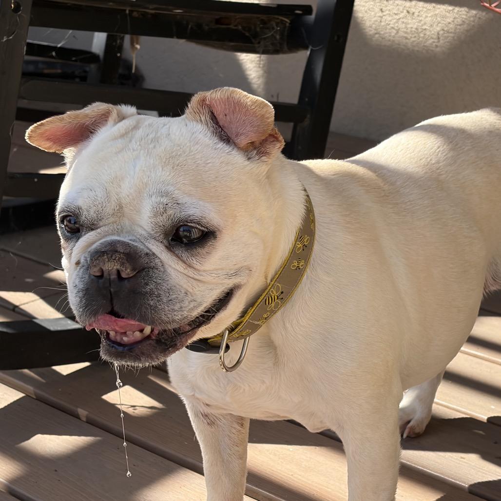 Indie, a Adoptable French Bulldog in Pacific Grove, CA image 5/6