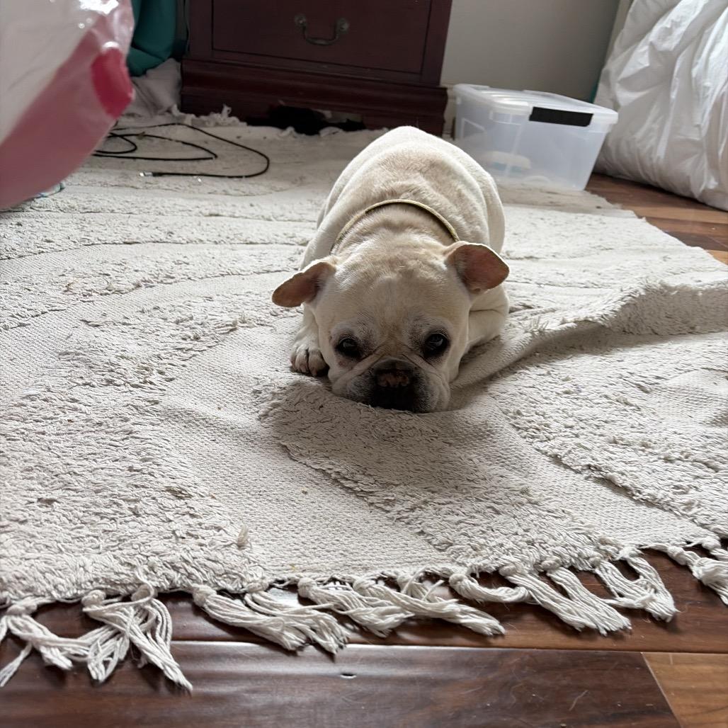 Indie, a Adoptable French Bulldog in Pacific Grove, CA image 6/6