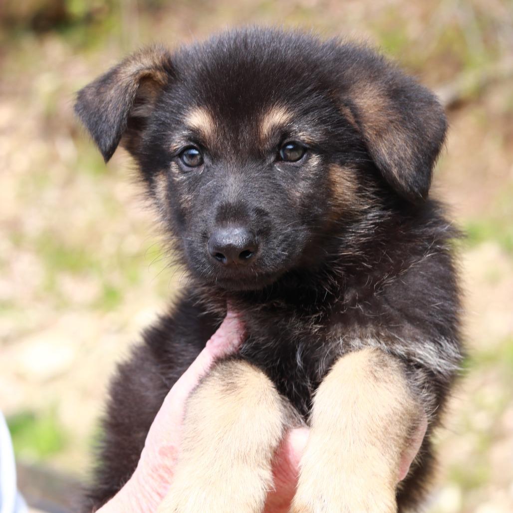 Enlarge CT Grand Teton avail May 16, a Adoptable mixed breed in Stormville, NY image 1/4