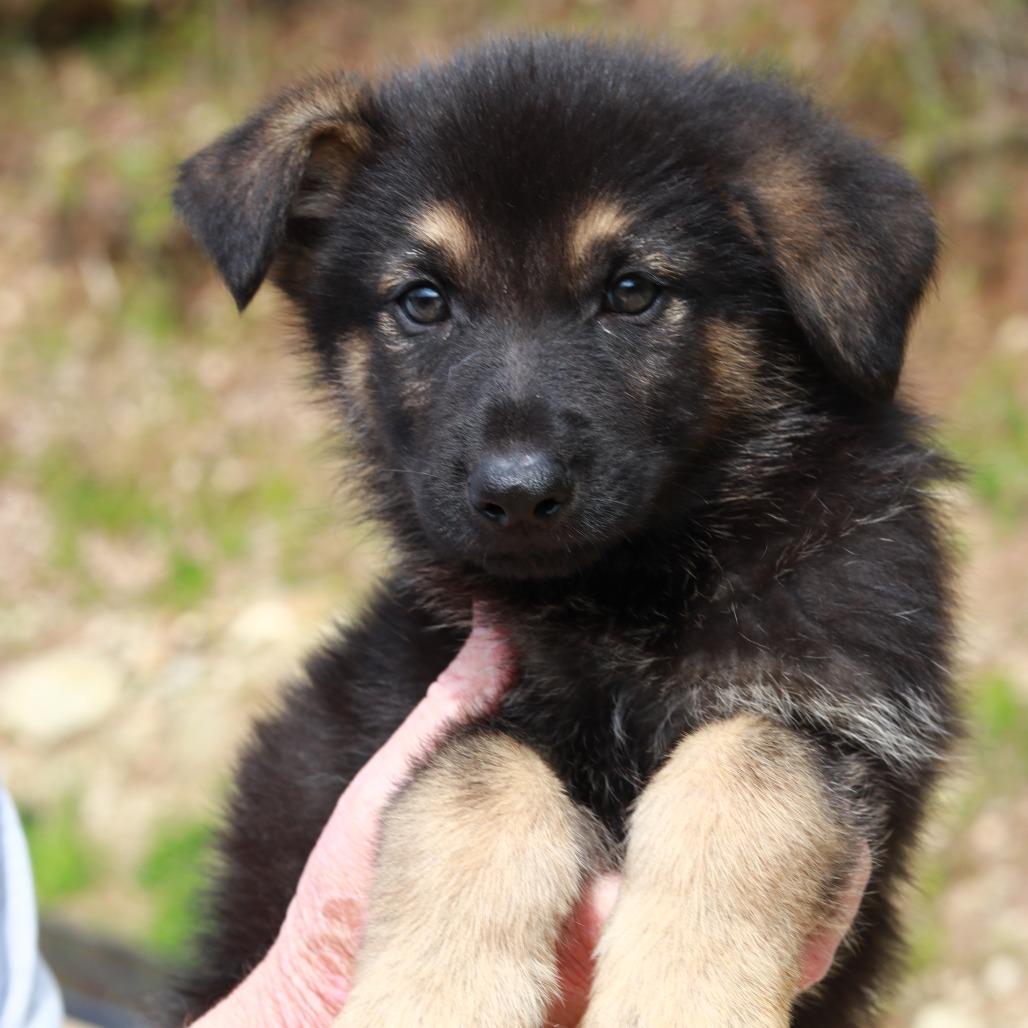 Enlarge CT Grand Teton avail May 16, a Adoptable mixed breed in Stormville, NY image 2/4