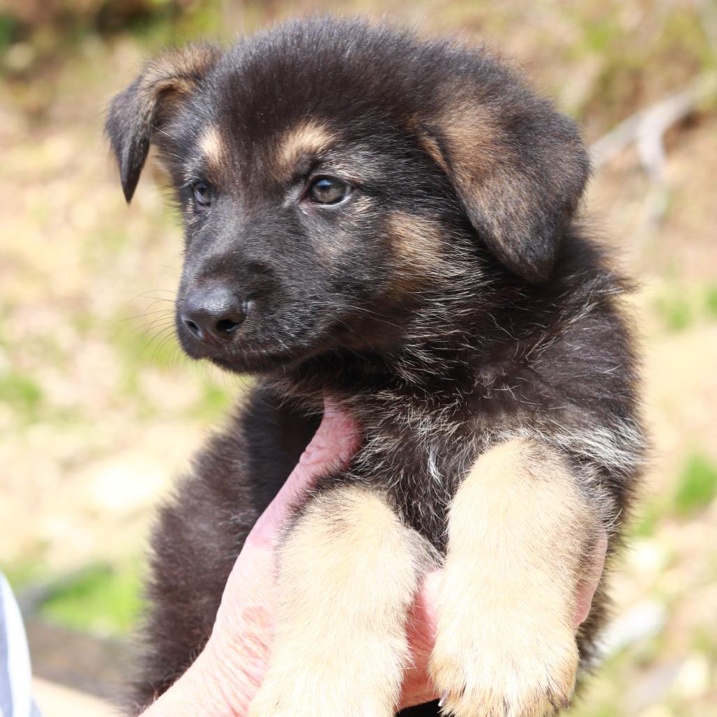 Enlarge CT Grand Teton avail May 16, a Adoptable mixed breed in Stormville, NY image 3/4