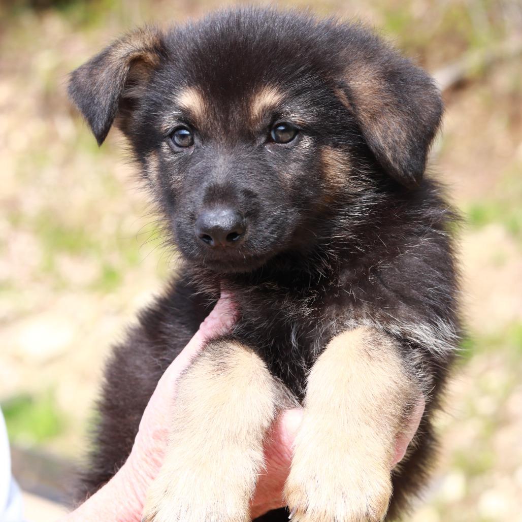 Enlarge CT Grand Teton avail May 16, a Adoptable mixed breed in Stormville, NY image 4/4