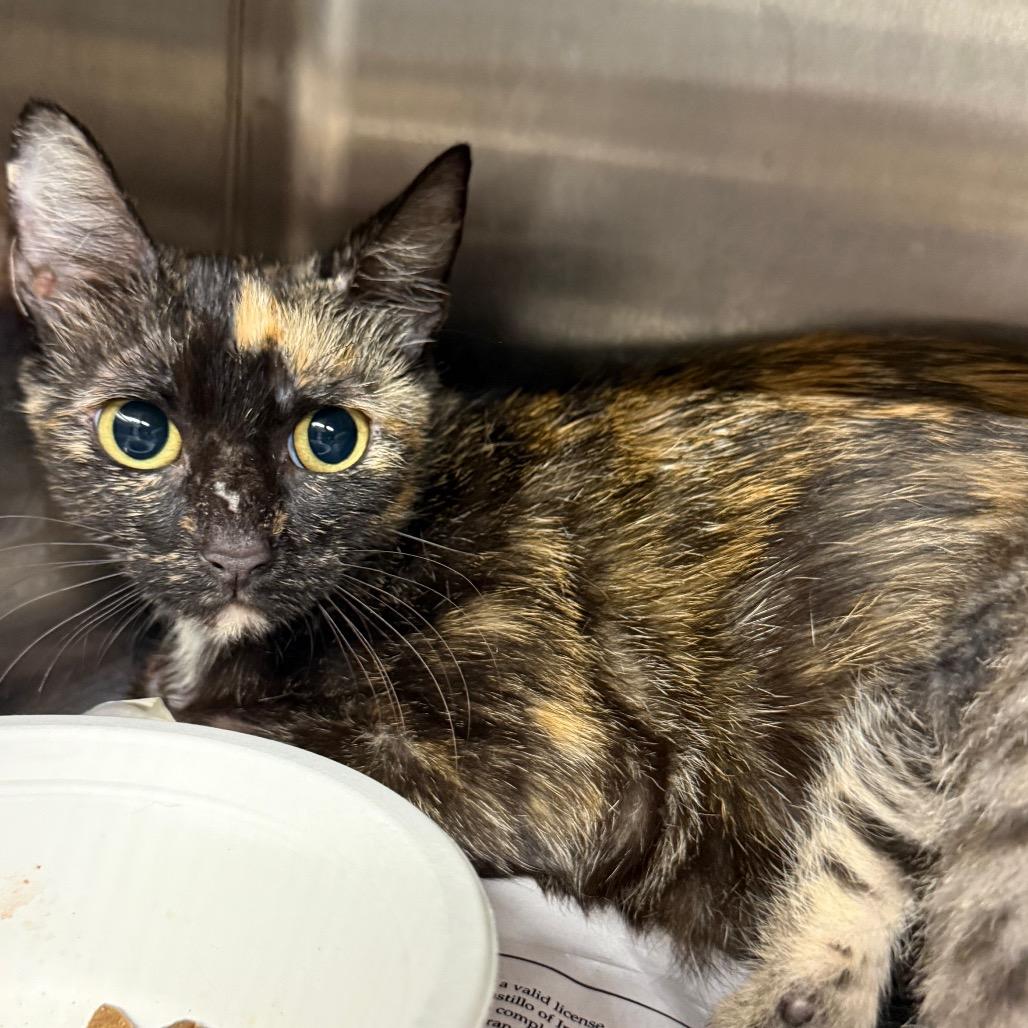 Sandra, Adoptable, Adult Female Domestic Short Hair.