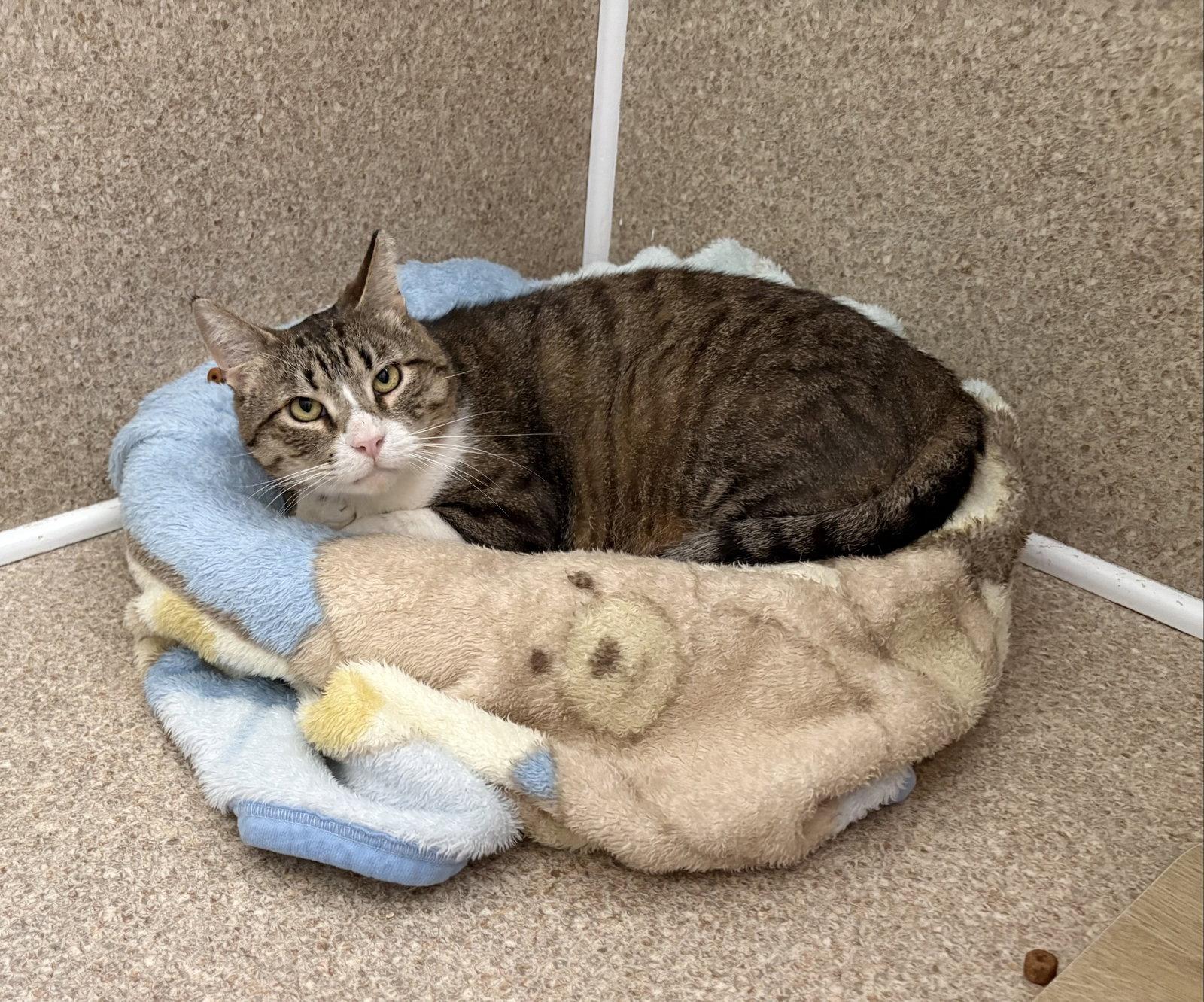 Bandit, Adoptable, Adult Male Domestic Short Hair & Tabby.