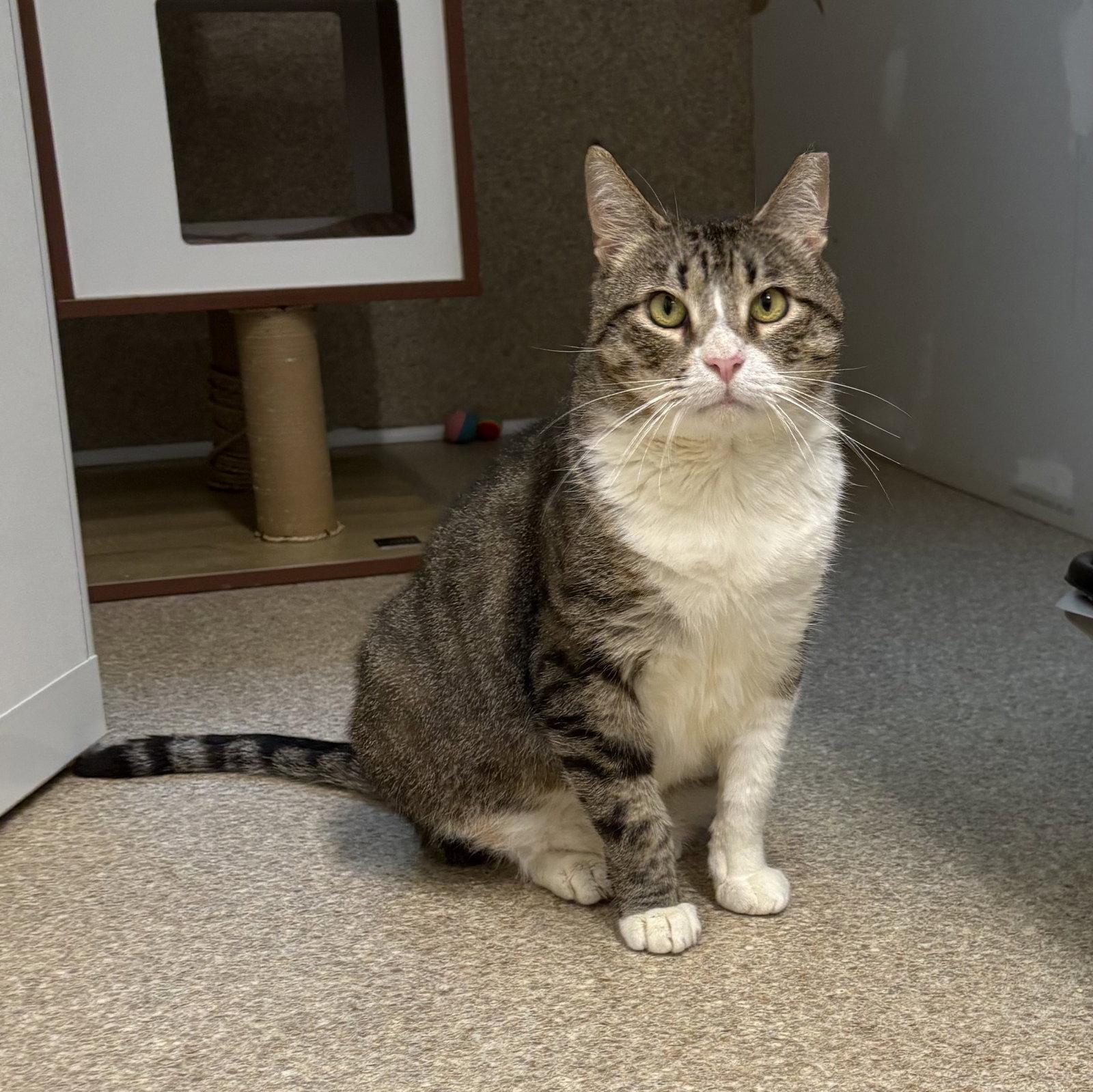 Enlarge Bandit, a Adoptable mixed breed in Mc Cormick, SC image 3/3