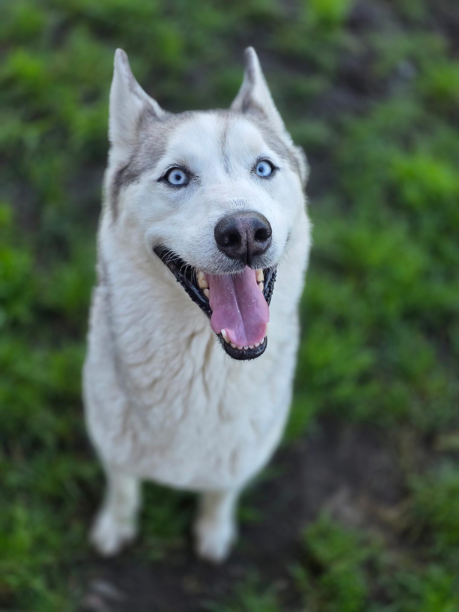 Winter, ADOPTABLE, Adult Female Siberian Husky.