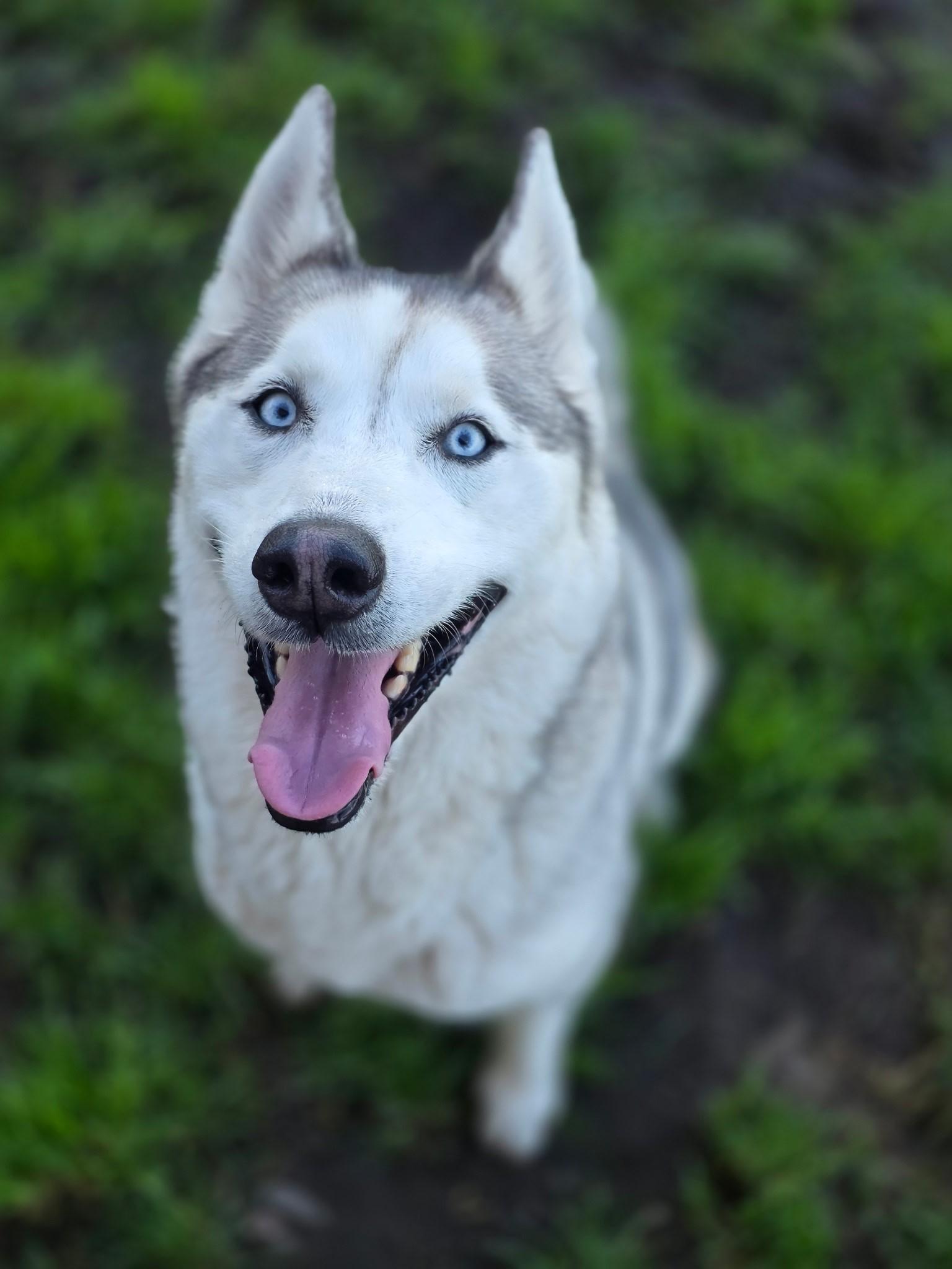 Enlarge Winter, a ADOPTABLE Siberian Husky in Manteca, CA image 2/2