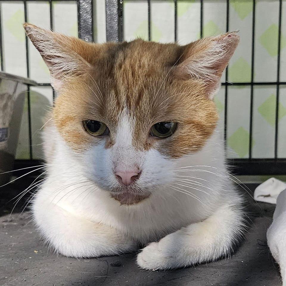 Enlarge Sissy, a Adoptable Domestic Short Hair in Tampa, FL image 1/2