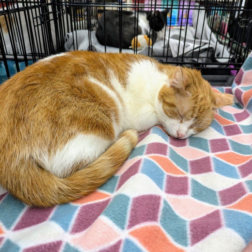 Enlarge Sissy, a Adoptable Domestic Short Hair in Tampa, FL image 2/2